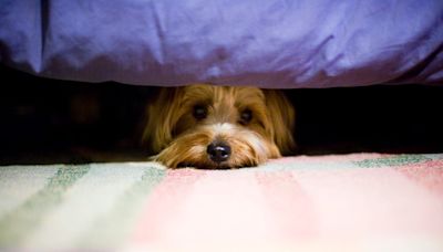 13 Surprising Things That Scare Your Dog