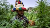 In Morocco, cannabis growers come 'out of the shadows'