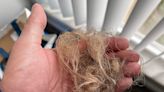 Some Olaplex users say their hair broke and fell out after using the TikTok-famous luxury hair brand. Experts question a connection to the products.