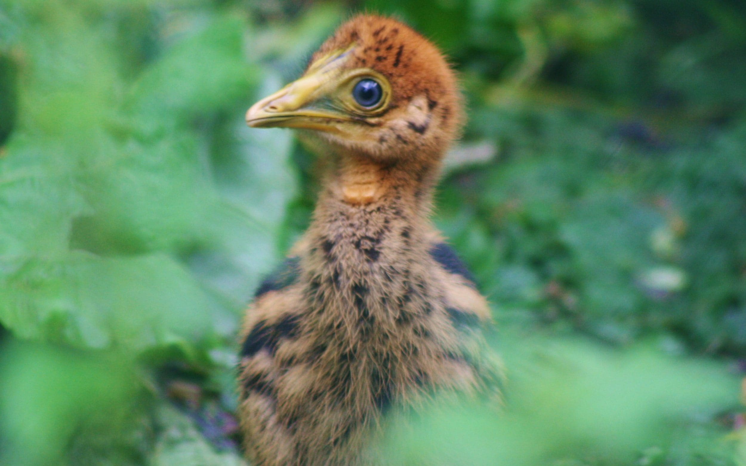 ‘World’s deadliest chick’ hatches in Cotswolds bird park