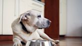 The Best Diets for Senior Dogs, According to Veterinarians — Best Life