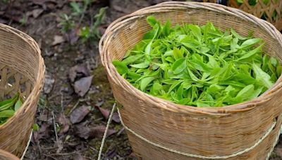 Los suplementos de hierbas de Deepak Chopra para mantenerse joven y saludable