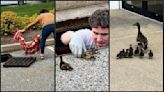 Bank employee rescues 13 ducklings from storm drain