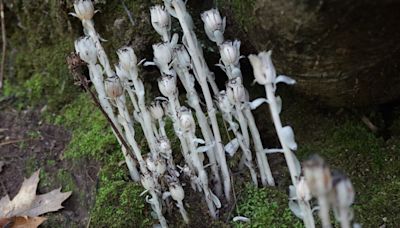 See the 'spooky' flowers that only bloom for a few days in Canada