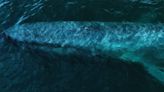 Mind-Boggling Blue Whale Footage Gives a Sense of How Massive They Really Are