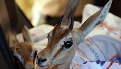 Endangered gazelles find Libyan 'safe haven'