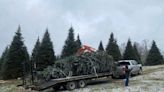 Pining for a real Christmas tree? Here’s where to pick one out in Beaufort County
