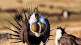 Ranchers in Idaho can be key in protecting sage grouse habitat, keeping out cheatgrass | Opinion