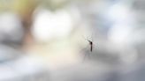 What You Need to Know About Malaria in the U.S.