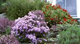 Want Privacy and Beauty? Define Your Landscape with Flowering Shrubs