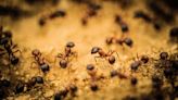Ants can make antibiotics they use to treat infected wounds