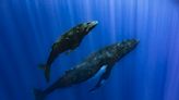 How do whales sing? Lab experiments suggest their voice boxes have a unique feature