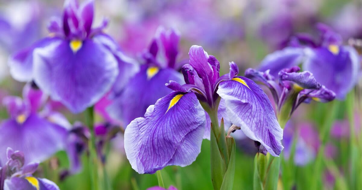 One gardening job ensures irises produce incredible bursts of flowers all summer