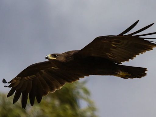 Investigadores revelan cómo la guerra en Ucrania alteró las rutas de vuelo y migración de las águilas moteadas