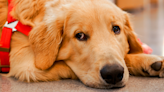 Golden Retriever's Sad Face After 'All His Friends Left' Is Downright Pitiful