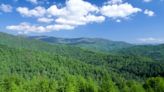 NC enviros ask Biden to stop logging of old-growth trees, protect mature ones