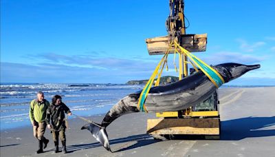 World’s rarest whale may have washed up on New Zealand beach, possibly shedding clues on species