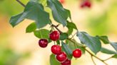 How to Grow and Care for a Bing Cherry Tree