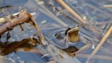 How the tiny western chorus frog could stop Doug Ford's Highway 413