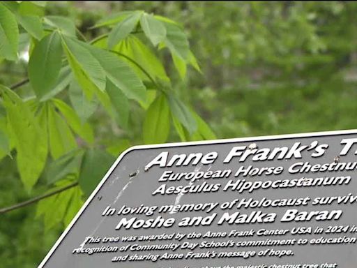 Squirrel Hill school plants sapling of Anne Frank's chestnut tree in honor of 2 Holocaust survivors