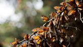 Monarch butterflies are endangered. Your Arizona garden can help save them. Here's how