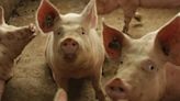 Los cerdos españoles bajo sospecha: la investigación de China por antidumping puede costar 1.223 millones al sector del porcino