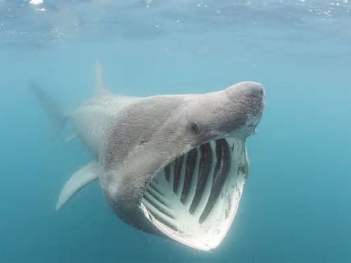 Riesenhai am Golf von Triest gesichtet: Was bedeutet das für Mittelmeer-Urlauber?