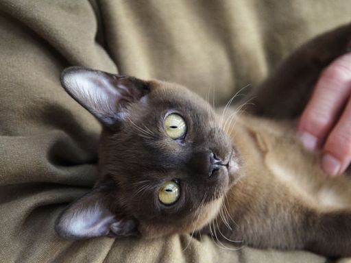 15 Best Hypoallergenic Cat Breeds for Families With Allergies