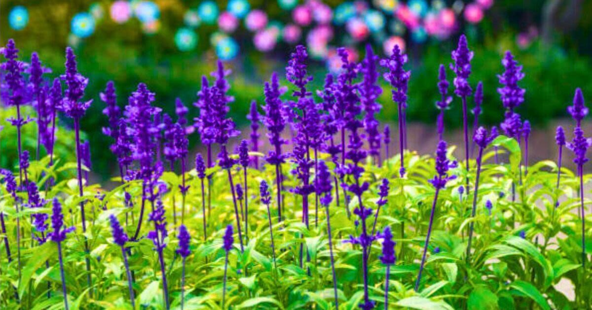 Lavender will bloom abundantly if given simple homemade fertiliser before summer