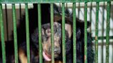 Bear Trapped in Tiny Cage Alone at Bile Farm for 20 Years Is 'Finally Free' After Her Rescue