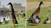 The Long Boi: First glimpse at statue of city's legendary duck | ITV News