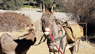 A pet donkey disappeared in California five years ago. He’s been spotted living with a herd of wild elk