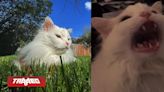 Fallece Thurston Waffles, el gatito maullador protagonista del famoso meme