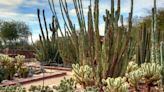 This captivating Arizona garden is among the most beautiful in the US. Here's why.