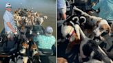 Fishermen in Mississippi pull off dramatic rescue of 38 dogs treading water