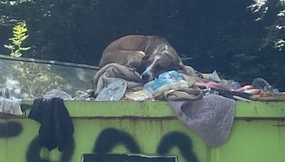 S.C. Rescue Saves Dog Left in Dumpster from Being Put Down: She Wants 'to Be Given a Chance' (Exclusive)