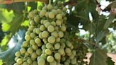 La Rioja recibe 14 millones para la cosecha en verde de la uva