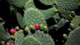 Estas son las sorprendentes propiedades del nopal para la salud