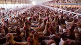 Avian flu outbreak raises a disturbing question: Is our food system built on poop?