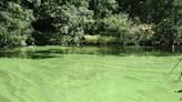 Toxic blue-green algae bloom warnings issued in RI. Where they are and what to know