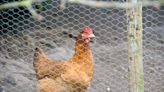 How to keep chickens – according to a hen expert