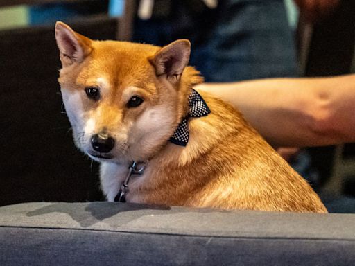 The highlight of Summer Games Done Quick was a very good dog playing 16-bit baseball