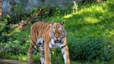 Wildcat Sanctuary Offers Touching Tribute to Tiger Who Recently Passed