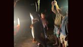 Giant, 6-Foot-Long Paddlefish Found Injured in Arkansas Lake