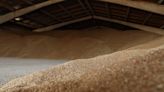 Fuerte caída del valor del trigo en EE.UU. y en Europa tras el acuerdo para reactivar las exportaciones de Ucrania