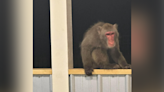 Missing monkey captured in Walterboro