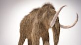 Scientists Made Meatballs Out of Ancient Mammoth DNA, for Some Reason