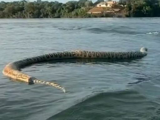 Cobra gigante é encontrada morta no lago do Rio Tocantins e acende alerta