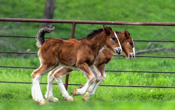 Budweiser Has 15 New Baby Clydesdales and They're Ready for Visits