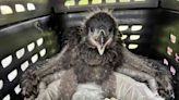 Texas Wildlife Rescue Reunites Baby Bald Eagle With Parents